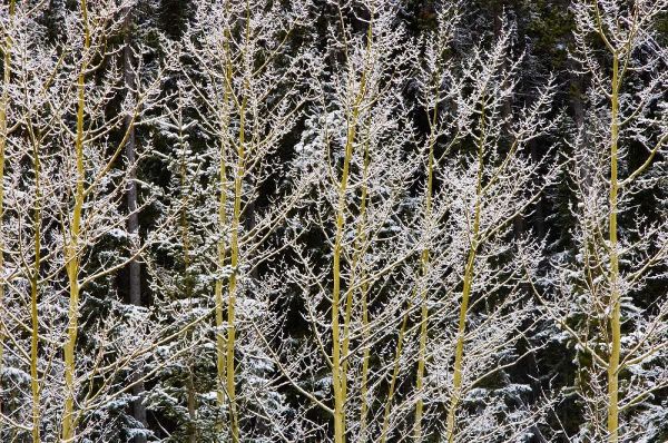 Canada, BC, Mt Robson PP Hoarfrost on aspens